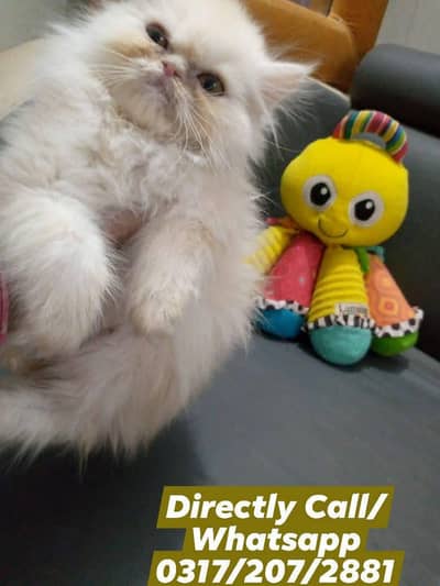 Pure Persian Punch Face Kitten/Cat Show Class Quality