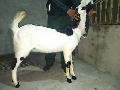 white and black colour