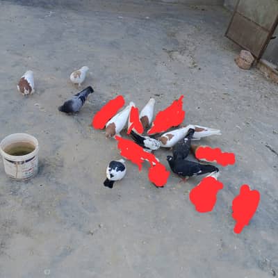 Beautiful colour kabotar