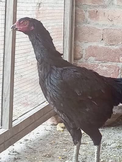 Burmi Aseel Hens - High Quality