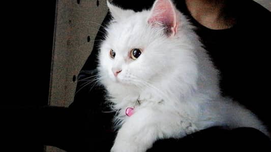 Persian female cat