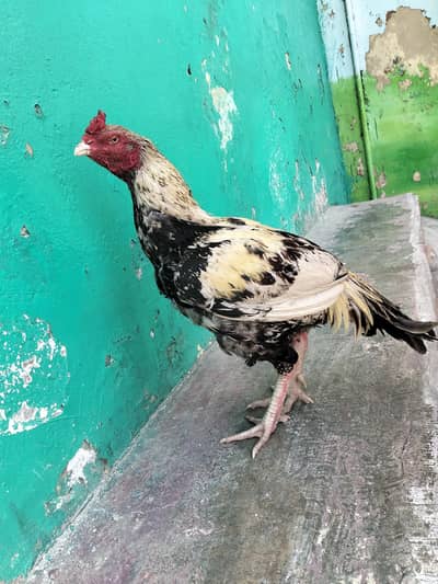 high quality aseel murga  for sale lassani  aseel sa exchange b ho jy