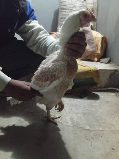 OH SHAMO FEMALE HEN or 1 Aseel breeder pair for sale