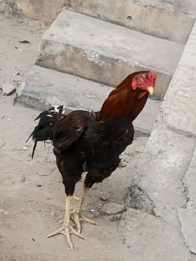 Assel Heera Black silk