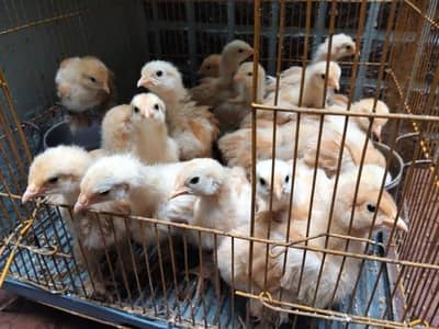 golden buff chicks  ,big cage