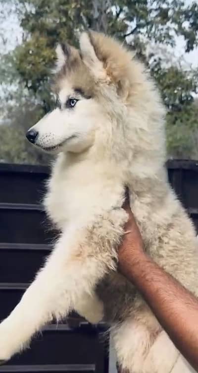 Gray and white Siberian Husky Female Puppy/wooly coated