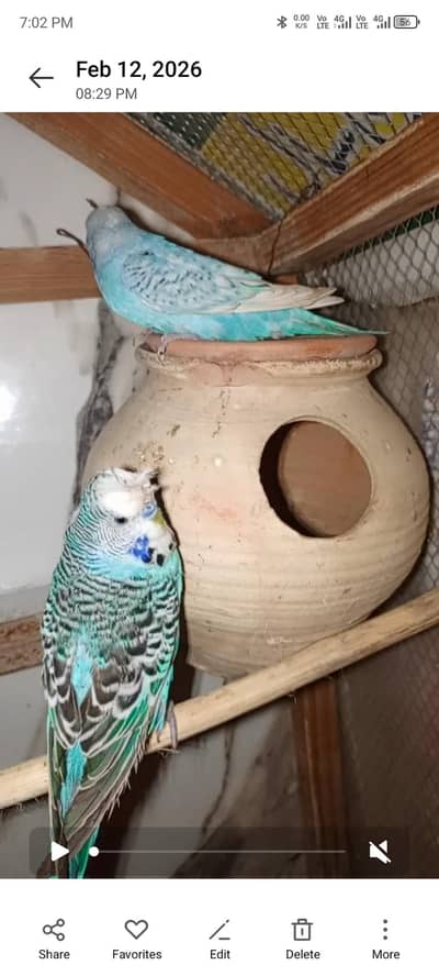 2. pair. king. pair. Astrlion. ka. for. sale. braider. jury. haii. loction. sargod