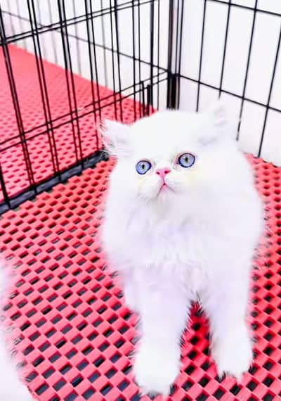 Kittens |Persian | Cat | baby Cat | 3 coated  0ƷƷ65୨8671୨ Watsp kro