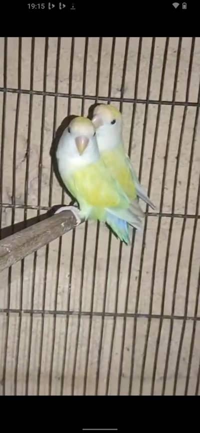 3 breader pair 7 piece single