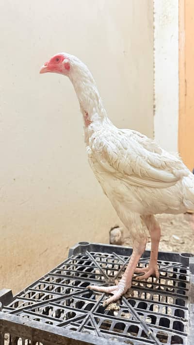 heera aseel pathy and pathia