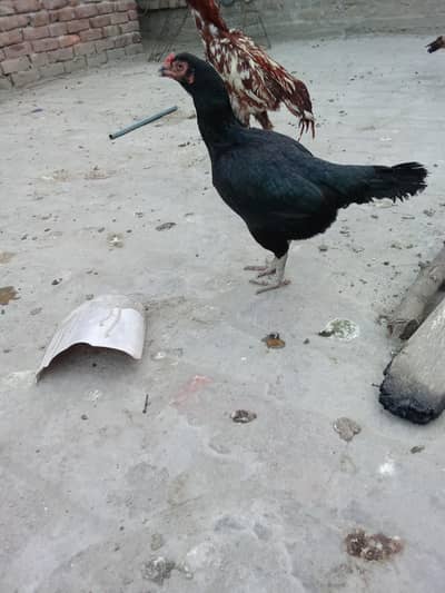 mushki Madi hight quality