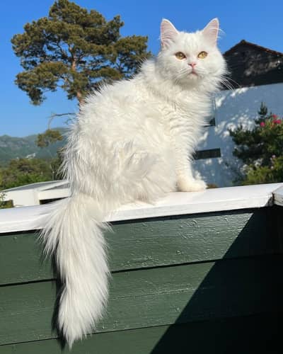 PERSION WHITE COLOR CAT 