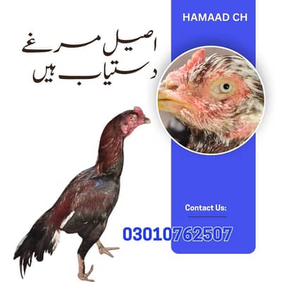 ASEEL BREED BREADER MALE