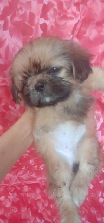 shih tzu puppy female