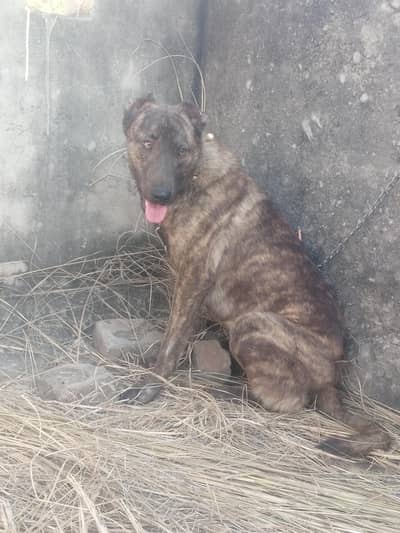 afgan khuchi female  for sale