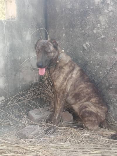 afgan khuchi female  for sale exchange