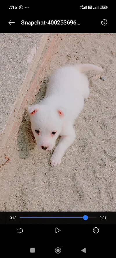 good train female russian pupy