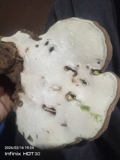 خالص ریڈ ریشی مشروم (ٹالی کی کھمبی) - خشک جڑی بوٹی برائے فروخت تفصیل