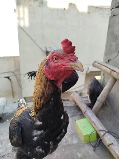 aseel rampuri and sahiwali