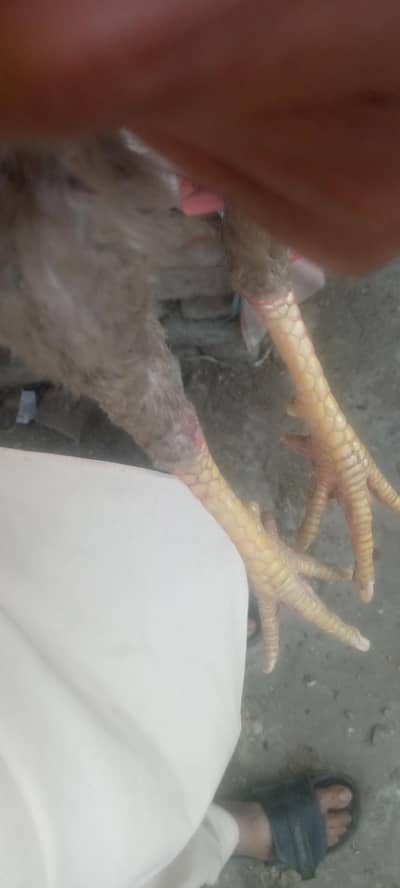 achi cheese ha healthy and active ha