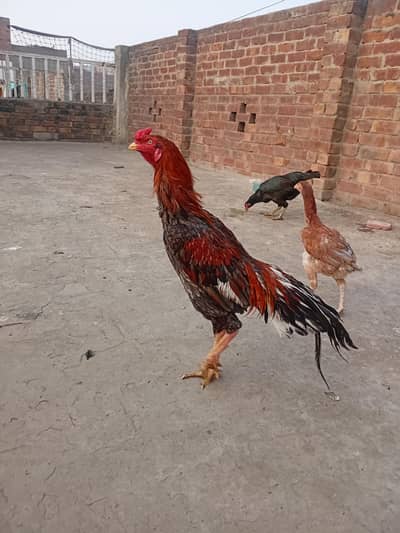 java aseel mian wali pair male and female