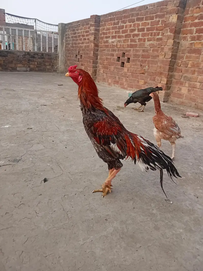 java aseel mian wali pair male and female