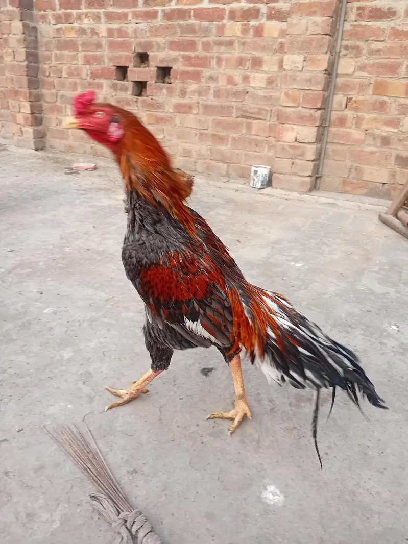 java aseel mian wali pair male and female — photo 2
