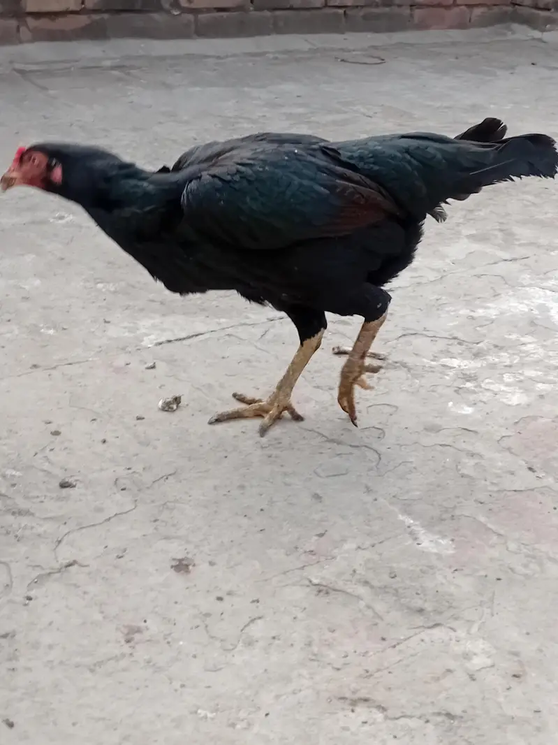 java aseel mian wali pair male and female — photo 3