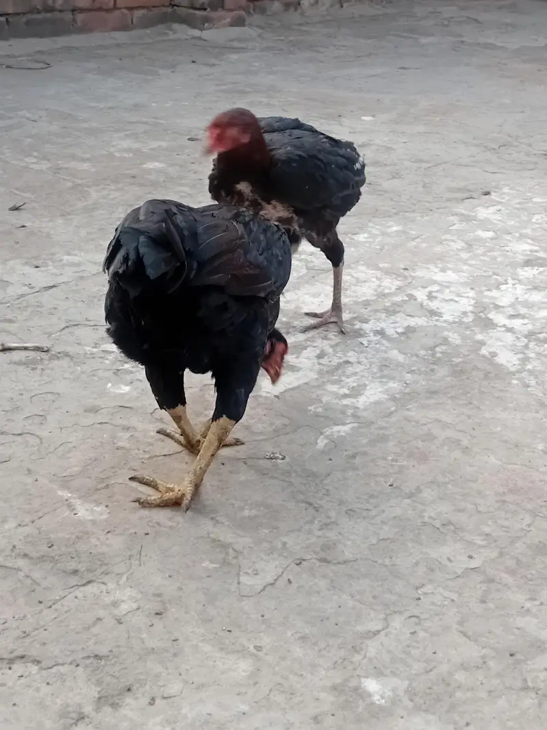 java aseel mian wali pair male and female — photo 4