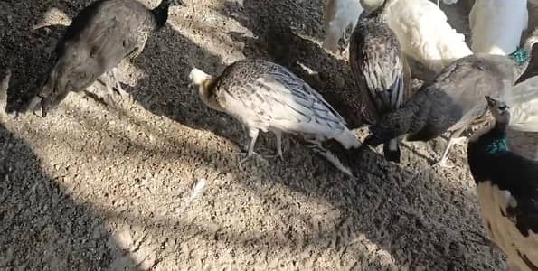 مور کے پٹھے فار سیل