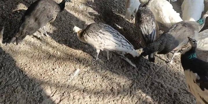 مور کے پٹھے فار سیل 0