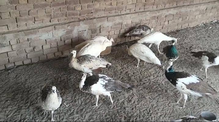 مور کے پٹھے فار سیل 1