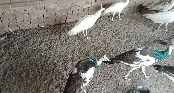 مور کے پٹھے فار سیل 2