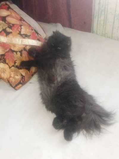 Persion Female 100% cnfrm pregnant.