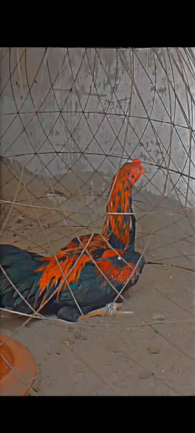 japanese pakoya patha