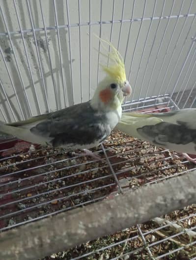 white and lemon gray colour cockatiel pair