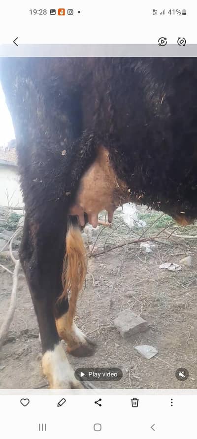 Jersey frezen sath wachi 6din. ki sui milk 14letter 2 time ka.