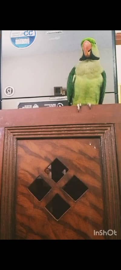 Raw/pahari/kashmiri/Alexander full hand tame tokigng /parrot