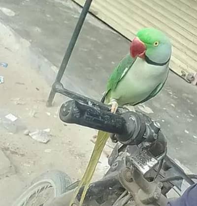 kashmiri raw parrot and train connect number WhatsApp 0340==1247==576
