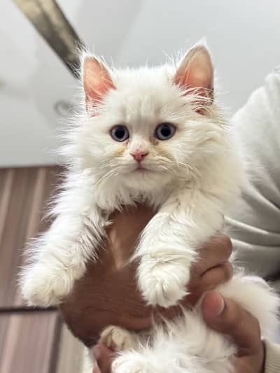 Tutu the Semi punch face kitten for sale