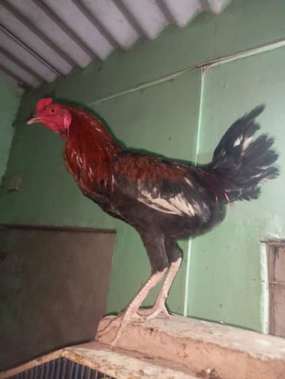 2 Aseel breed murga and 1 Desi murga for sale