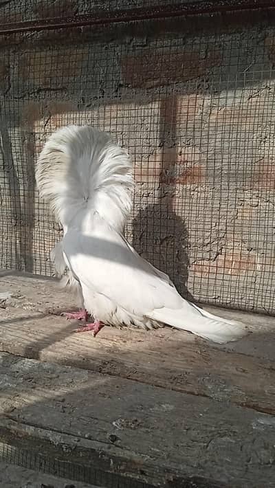 Jacobin/Naqabposh Female for sale