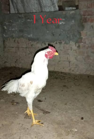 white Aseel home breed