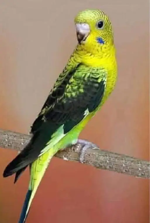 Bajree Birds | Albino | Black Face | Black Wings | Combos |Parrots — photo 9