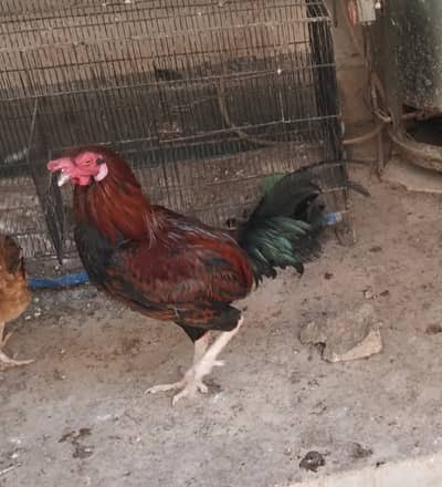 10 months breeder pair