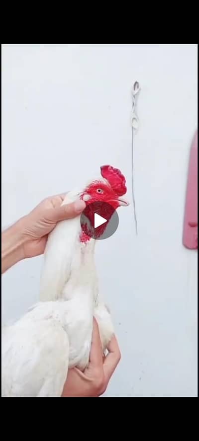 aseel heera paper white