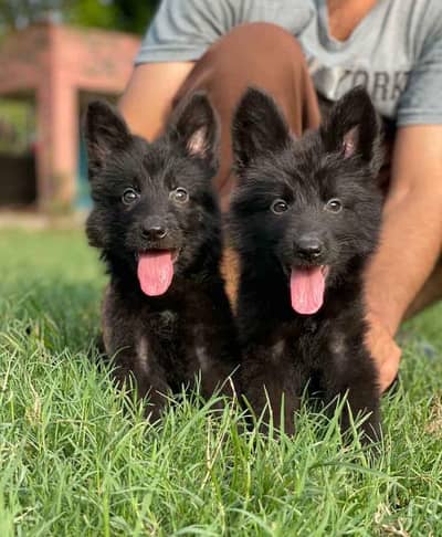 black shepherd puppies