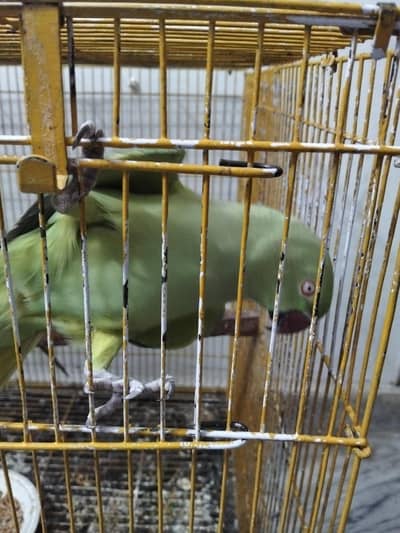 Talking Parrot pair (Pure Home Breed,)