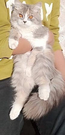 Persian Cat for sale