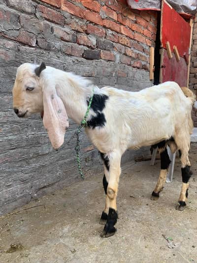 Desi  Bakray for sale 03036363273